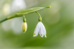 Leucojum, spring snowflake
