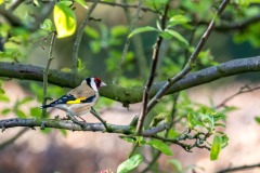 goldfinch