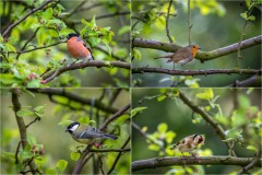 bullfinch, robin, great tit, goldfinch, garden birds