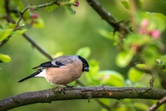 female bullfinch