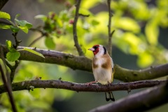 goldfinch