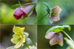 hellebore