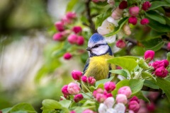 blue tit