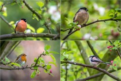 bullfinch, robin, long tailed tit