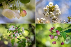 spring blossom