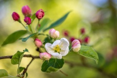 Crab apple blossom