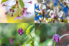 Spring flowers