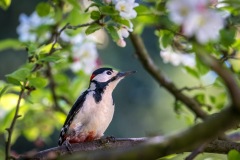 Great spotted woodpecker