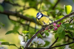 Blue tit