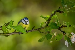 Blue tit