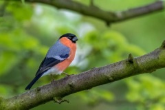 Male bullfinch