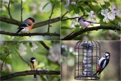 Bullfinch, long tailed tit, great tit, great spotted woodpecker