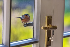 Chaffinch