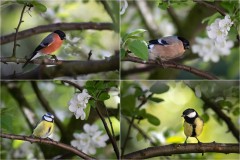 Garden birds