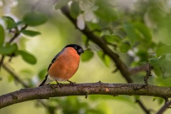 Male bullfinch
