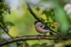 Female bullfinch