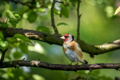 Goldfinch