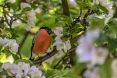 Male bullfinch