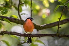 Male bullfinch