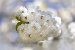 Cherry blossom