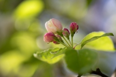 Crab apple blossom