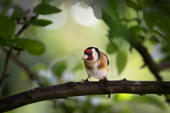 Goldfinch