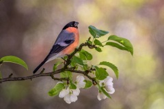 Male bullfinch