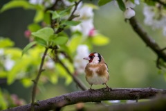 goldfinch