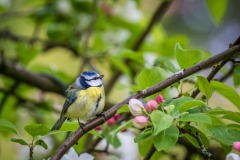 Blue tit