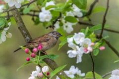 Dunnock