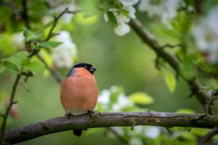 Male bullfinch