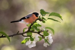 Male bullfinch