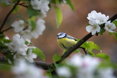 Blue tit, crab apple blossom