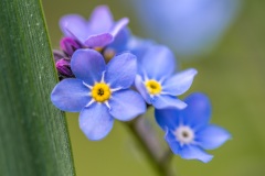 forget me not