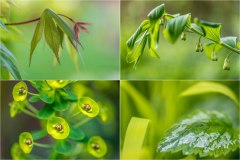 Shades of green