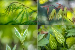 leaves
