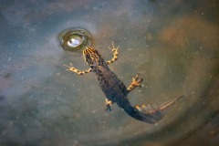 newt