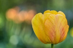 yellow, tulip