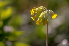 yellow, cowslip