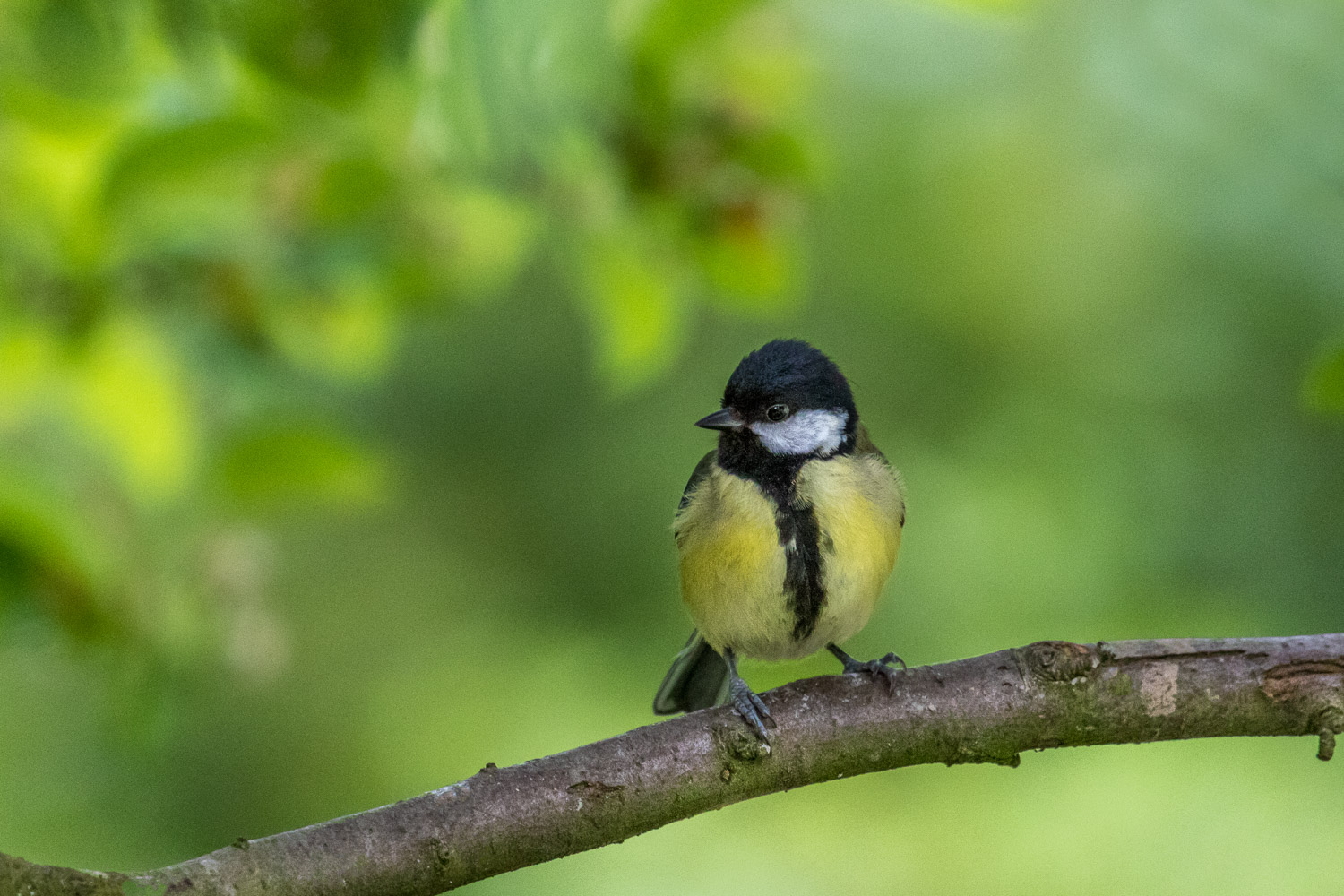 baby great tit