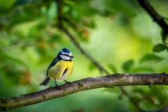 Blue tit