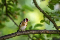 Goldfinch