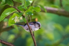 Long tailed tit
