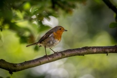 Robin