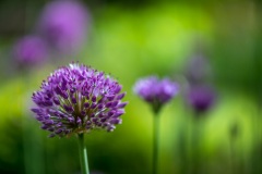 Allium
