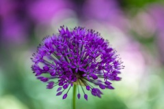 Allium