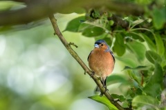 Male chaffinch