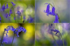 bluebells