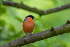 male bullfinch