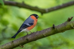 male bullfinch